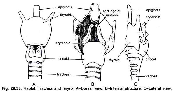 Trachea and Larynx