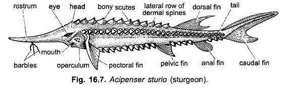 Acipenser Sturio