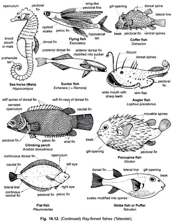 Ray-Finned Fishes