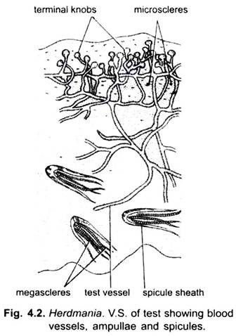 V.S. of Test Showing Blood Vessels, Ampullae and Spicules