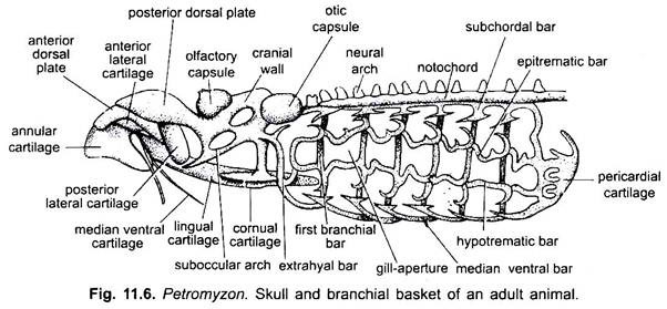 Skull and Branchial Basket of an Adult Animal