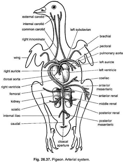 Circulatory System of Pigeon (With Diagram) | Chordata ...