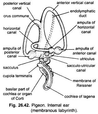 Internal Ear