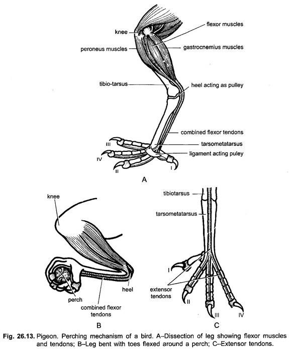 Perching Mechanism of a Bird