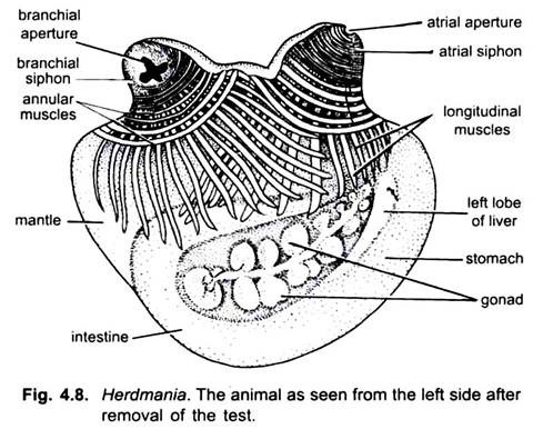 Animal as Seen from the Left Side After Removal of the Test