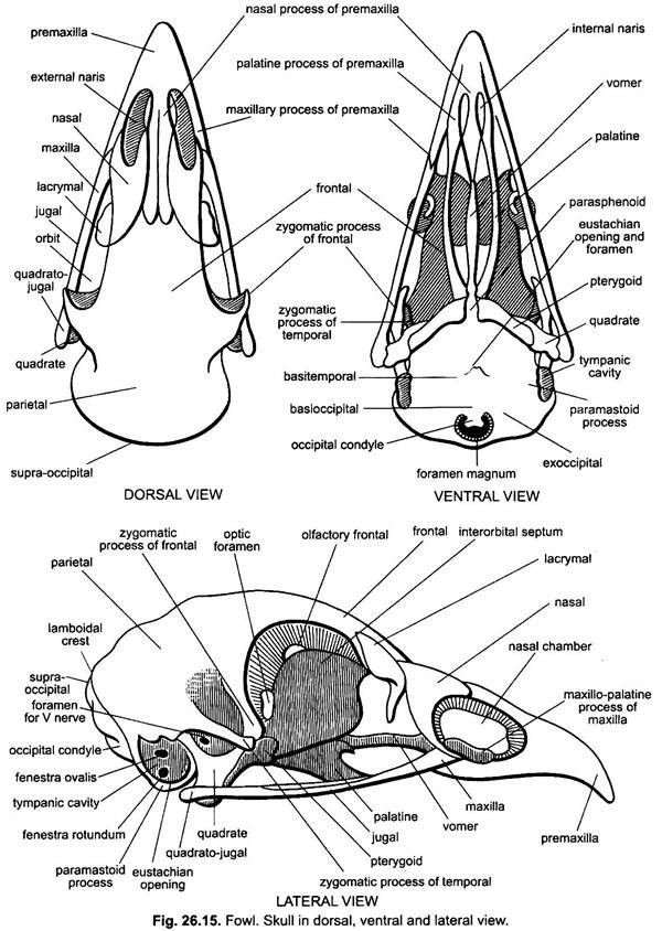 Skull in Dorsal, Ventral and Lateral View