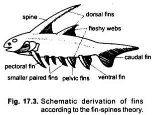 Schematic Derivation of Fins According to the Fin-Spines Theory