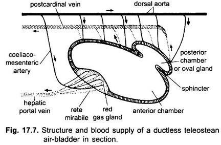 Structure and Blood Supply of a Ductless Teleostean Air-Bladder in Section