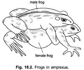 Frogs in Amplexus