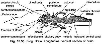 Longitudinal Vertical Section of Brain