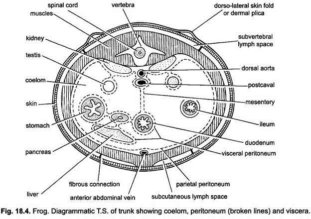 Diagrammatic T.S. of Trunk, Peritoneum and Viscera