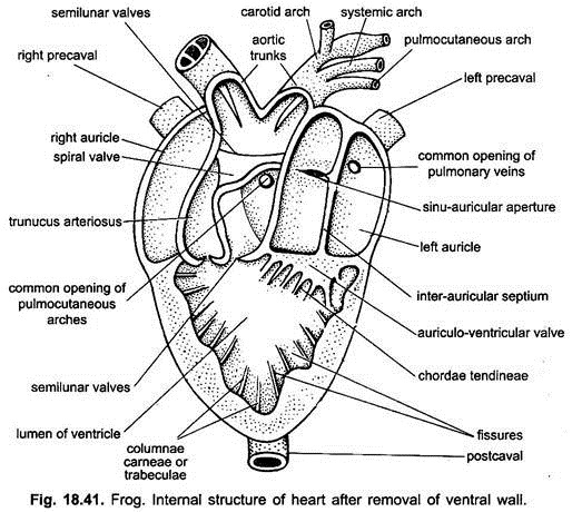 Internal Structure of Heart After Removal of Ventral Wall