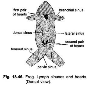 Lymph Sinuses and Hearts