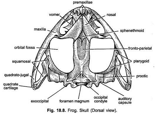 Skull (Dorsal View)