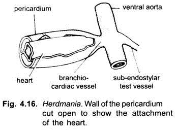 Wall of the Pericardium