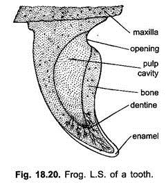 Frog: L.S. of a Tooth