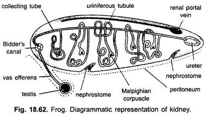 diagrammatische weergave van de nier