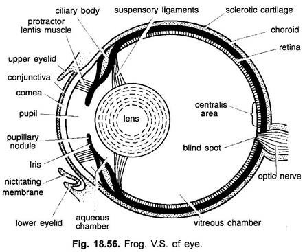 Receptors of Frog (With Diagram) | Vertebrates | Chordata | Zoology