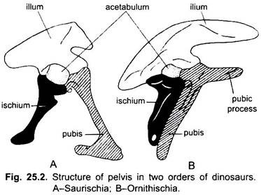Structure of Pelvis in Two Orders of Dinosaurs