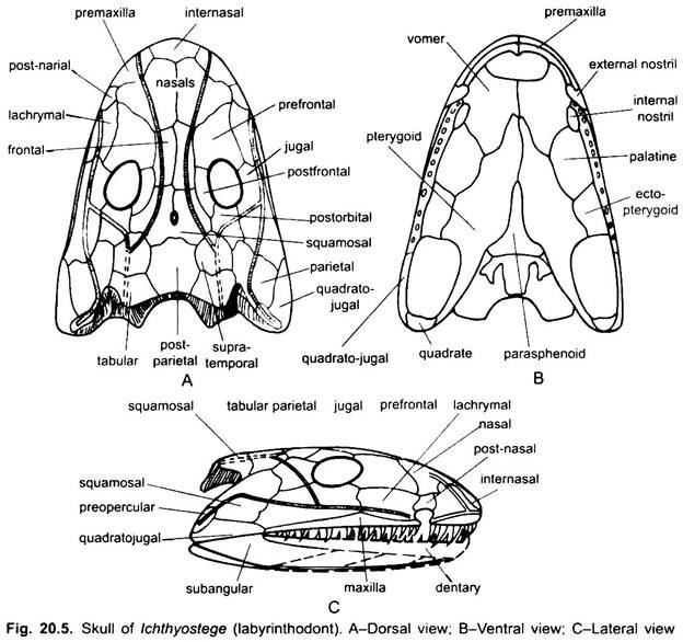 Skull of Ichthyostege