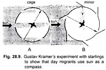 Gustav Kramer's Experiment with Starlings