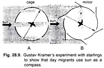 Gustav Kramer's Experiment with Starlings