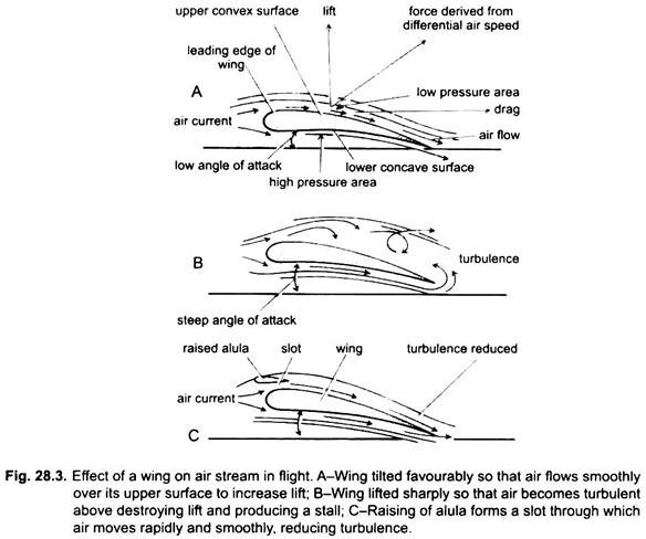 Effect of Wing on Air Stream in Flight