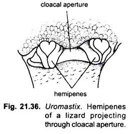 Hemipenes of a Lizard Projecting through Cloacal Aperture
