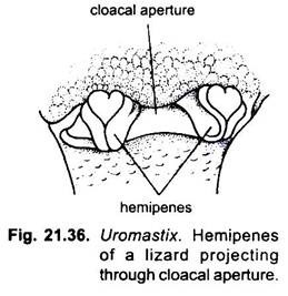 Hemipenes of a Lizard Projecting through Cloacal Aperture