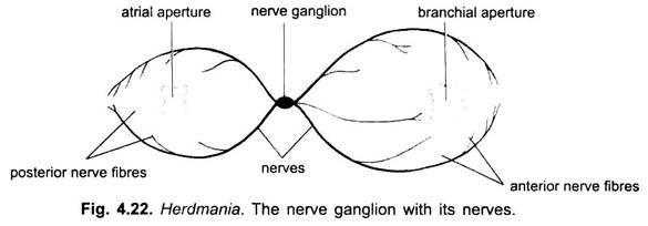 Nerve Ganglion with its Nerves