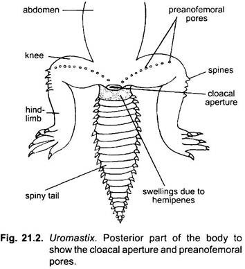 Posterior Part of the Body