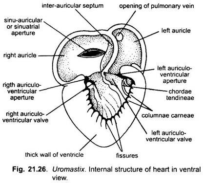 Internal Structure of Heart in Ventral View