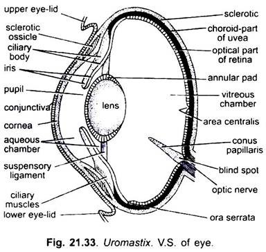 V.S. of Eye