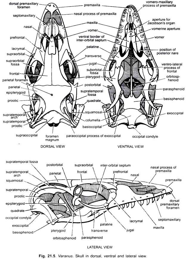 Skull in Dorsal