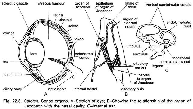 Sense Organs