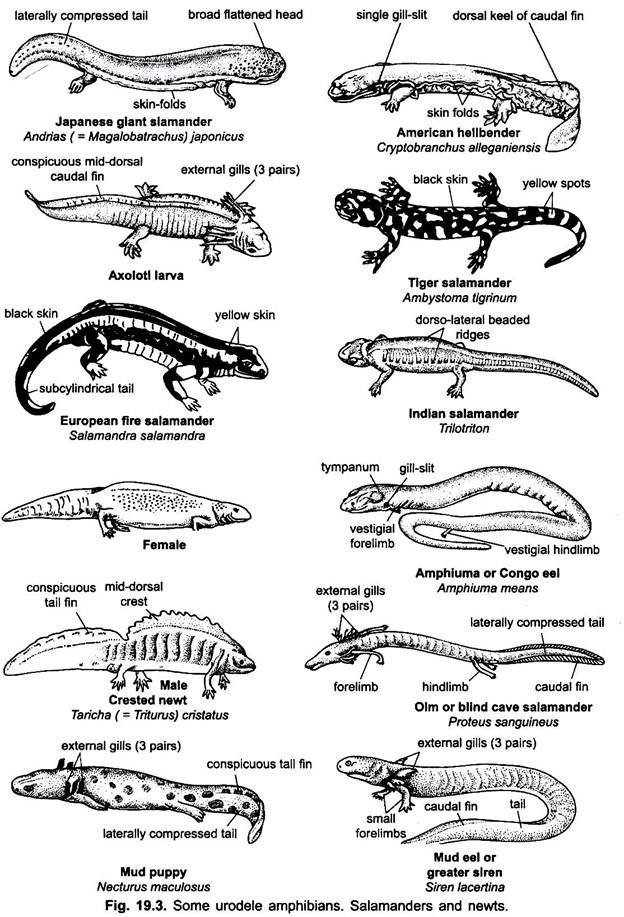 Urodele Amphibians