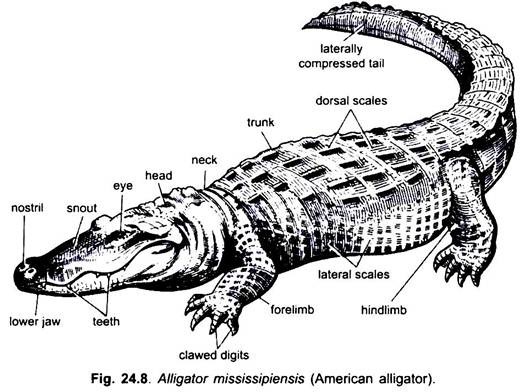 Alligator Mississipiensis