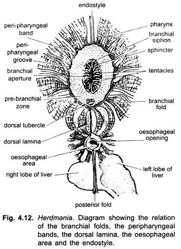 Relation of the Branchial Folds