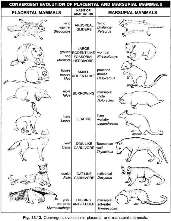 Convercent Evolution of Placental and Marsupial Mammals