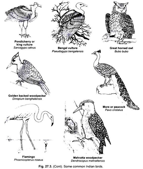 Some Common Indian Birds