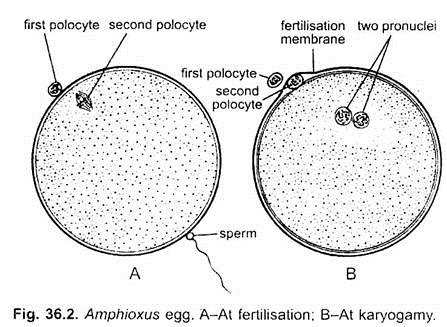 Amphioxus Egg
