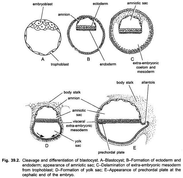 Cleavage and Differentation of Blastocyst
