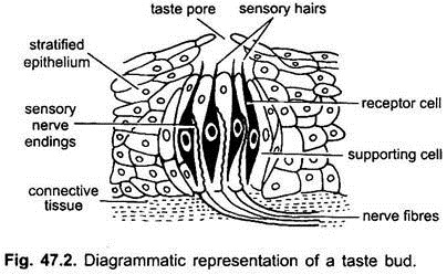 Diagrammatic Representation of a Taste Bud