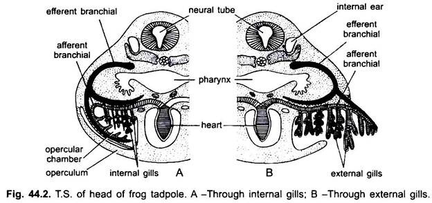 T.S. of Head of Frog Tadpole