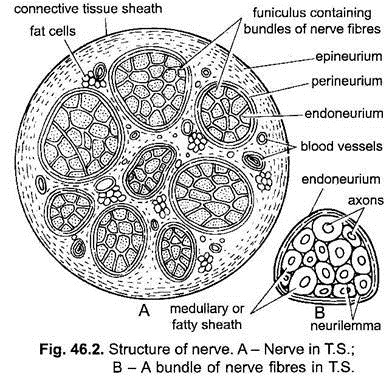 Structure of Nerve