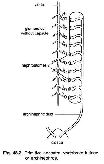 Primitive Ancestral Vertebrate Kidney or Archinephros