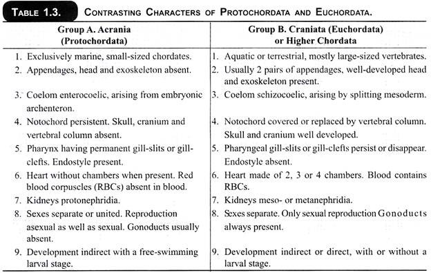 Contrasting Characters of Protochordata and Euchordata
