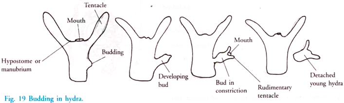 Budding in Hydra