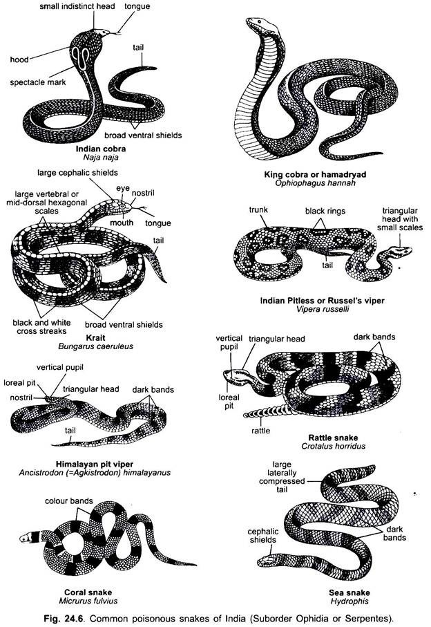 Common Poisonous Snakes of India