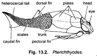 Pterichthyodes 